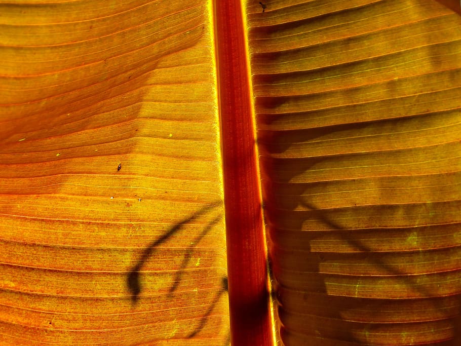 Plant, Close, Macro, Structure, james, texture, palm fronds HD wallpaper