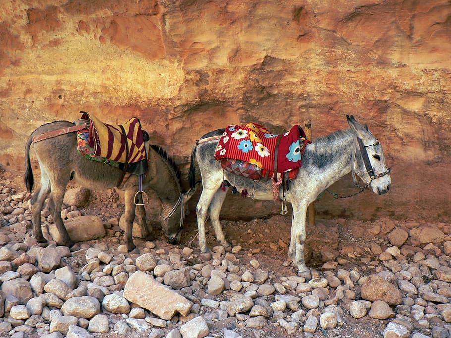 two white donkey, jordan, petra, donkeys, path, vehicle, animal wildlife HD wallpaper