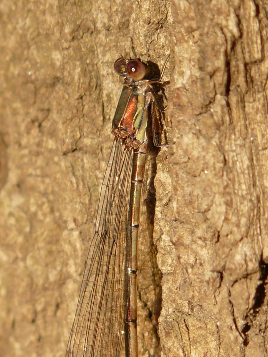 lestes viridis, dragonfly, insect, compound, stalk eyed, common weidenjungfer HD wallpaper