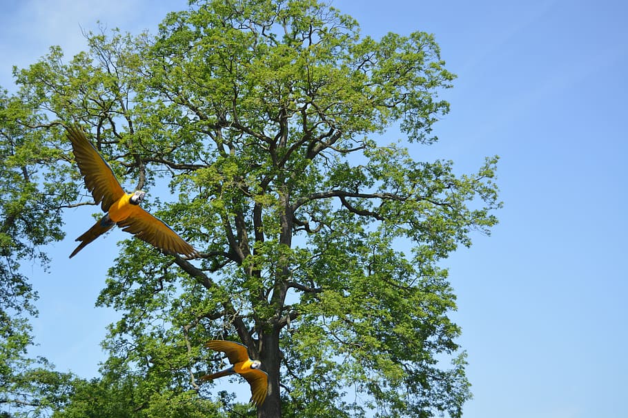 aras, birds, fly, parrots, tree, sky, plant, low angle view HD wallpaper