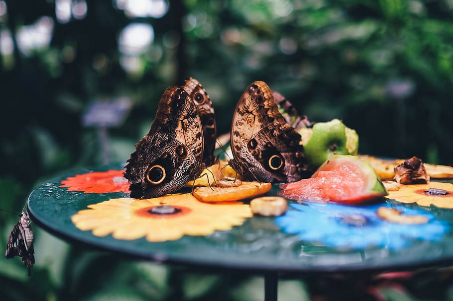 butterfly, moth, nature, insect, colorful, wildlife, garden HD wallpaper