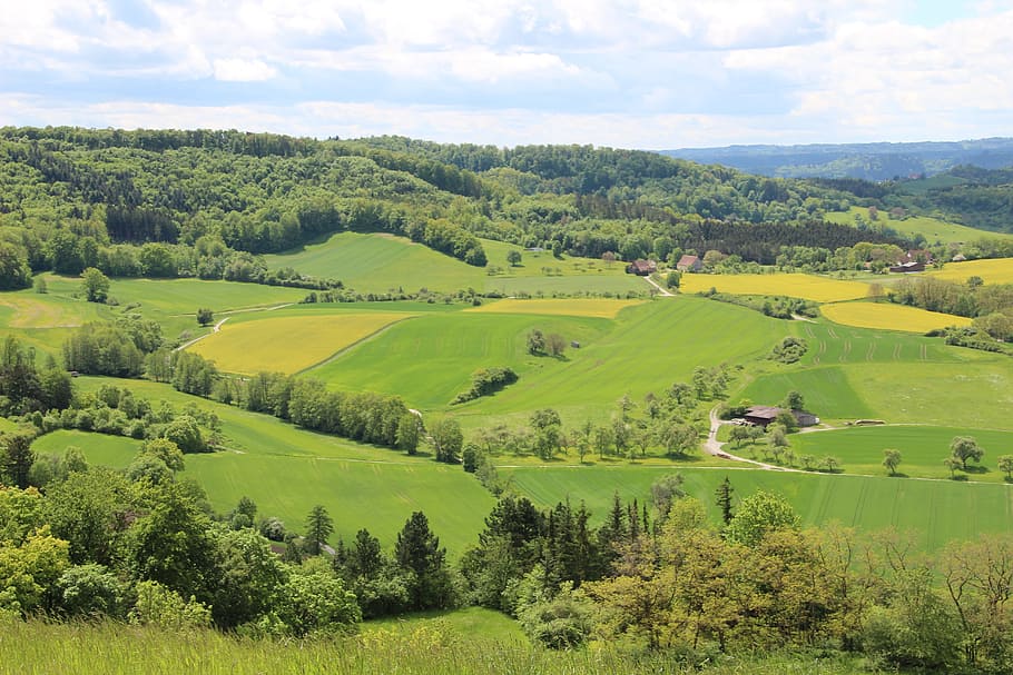 einkorn, landscape, green, plant, scenics - nature, tree, environment HD wallpaper