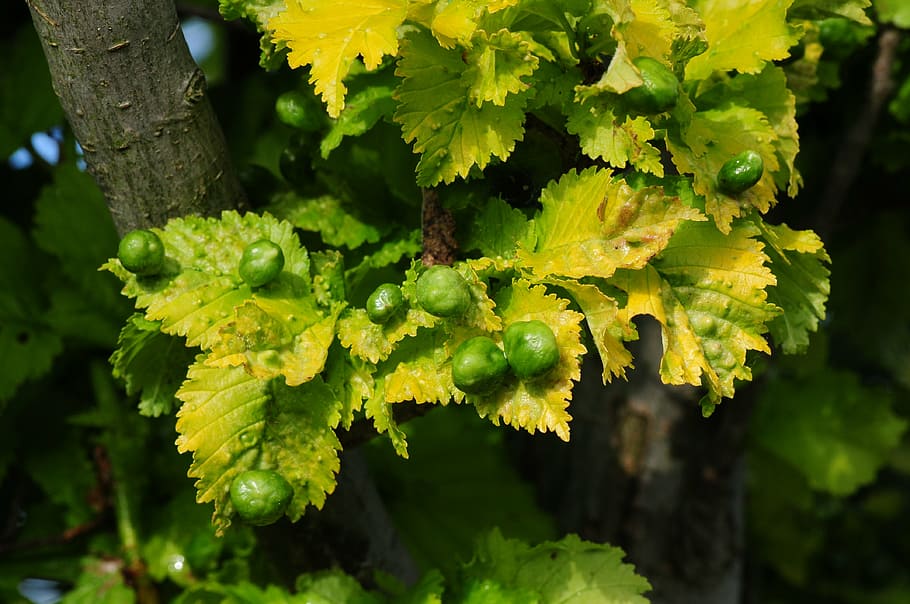 tree, gold elm, smith, deciduous tree, gall wasp, insect infestation HD wallpaper