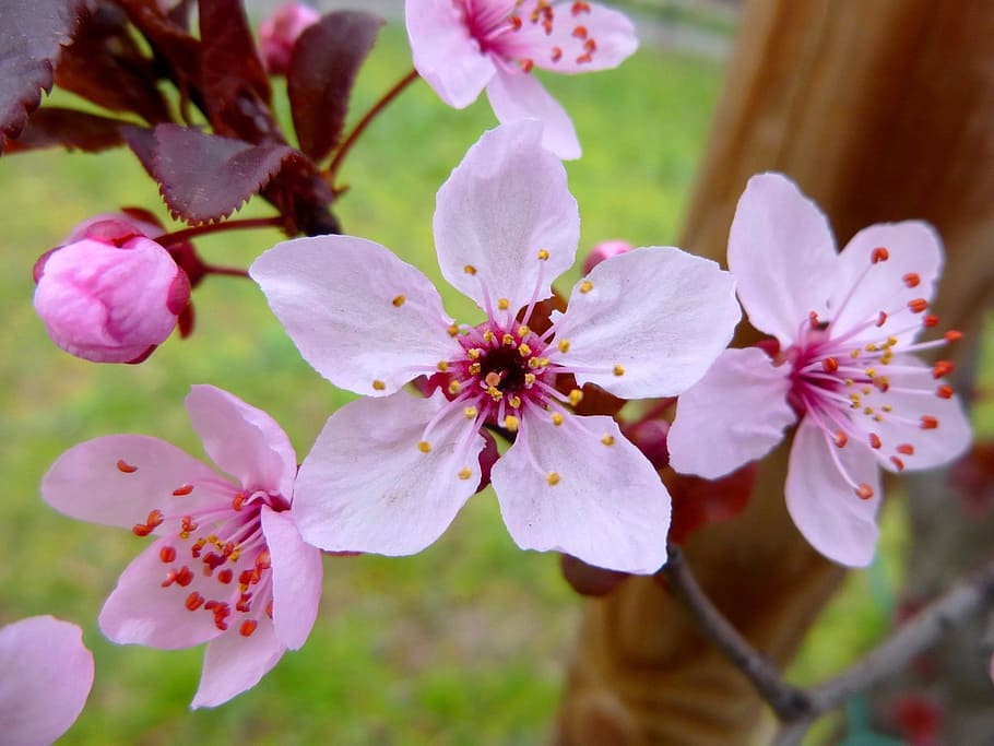 spring, flower, pink, nature, petal, flowering plant, beauty in nature HD wallpaper