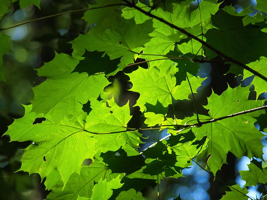 Leaves, Maple, Sun, Green, Green, Light, back light, leaf, nature HD wallpaper
