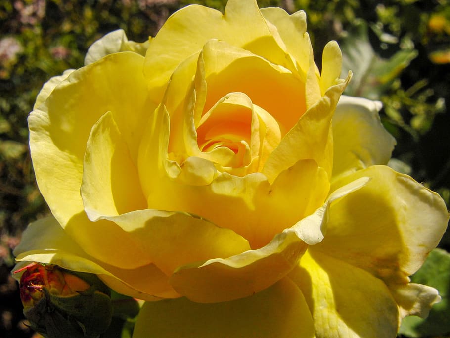 Yellow, Blossom, Bloom, Flower, rose, plant, garden rose, close HD wallpaper