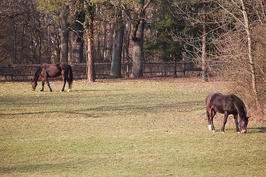horses, coupling, pasture, graze, mammal, animal themes, animal wildlife HD wallpaper