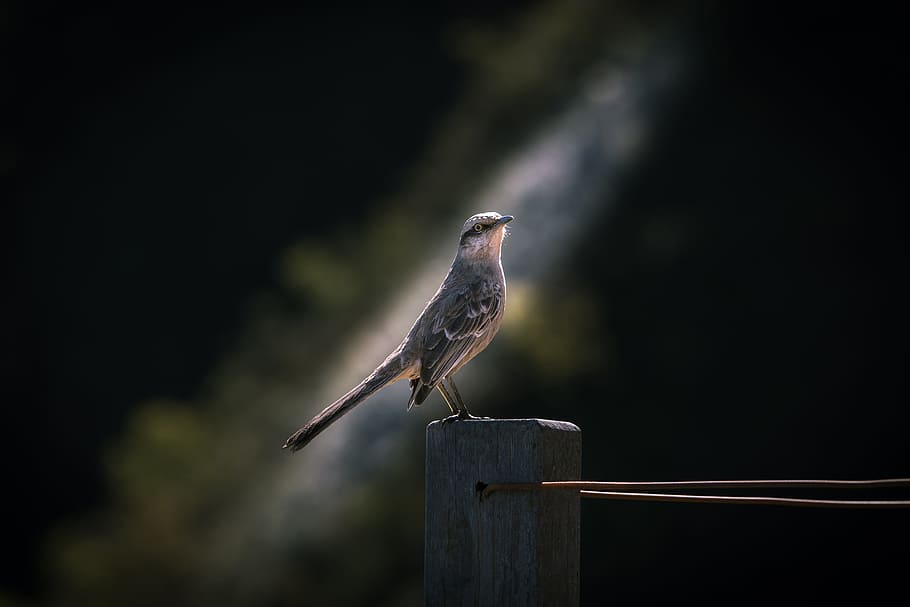 gray hummingbird on brown wooden fence, gray bird, nature, animal HD wallpaper
