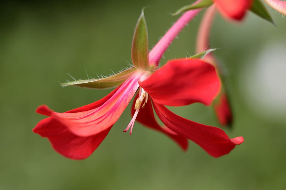 geranium, pelargoniums, blossom, bloom, flower, flowering stems HD wallpaper