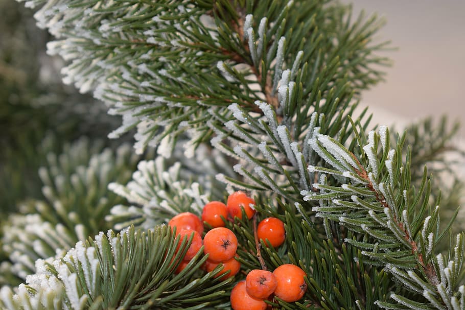 pine, winter, rime, snow, cold, holidays, pine wood, plant HD wallpaper