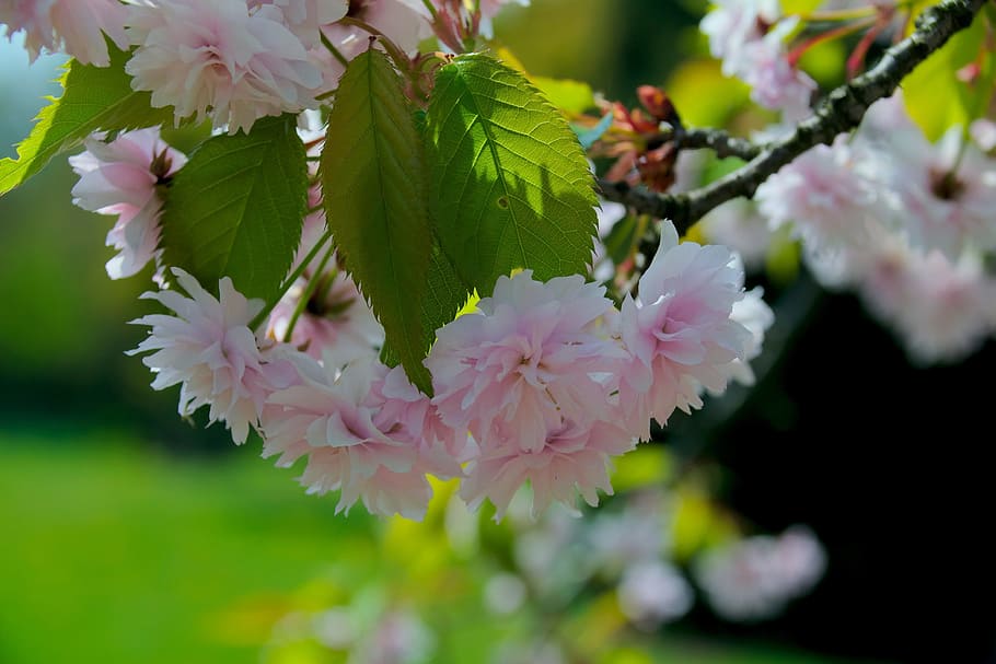 spring, flower, tree, nature, sprig, flowering, sunny, plant HD wallpaper