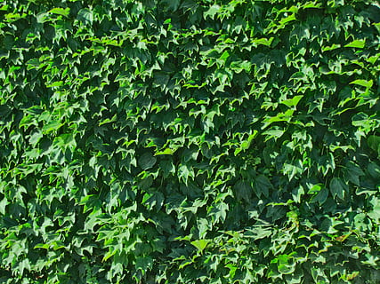 Foliage, Texture, Leaves, Green, Green, Wall, flora, background HD wallpaper