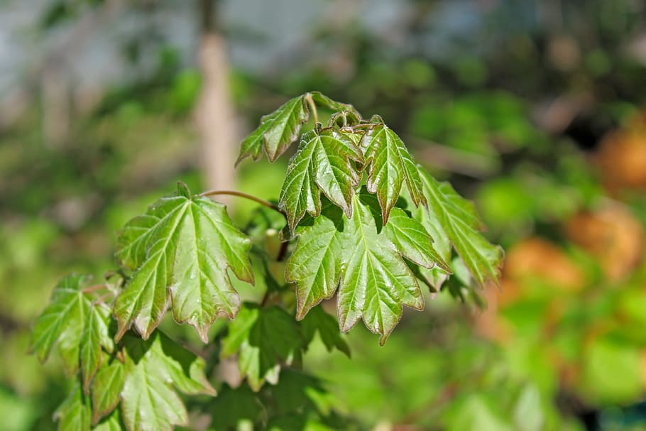 maple, spring, shoots, foliage, leaves, green color, plant HD wallpaper
