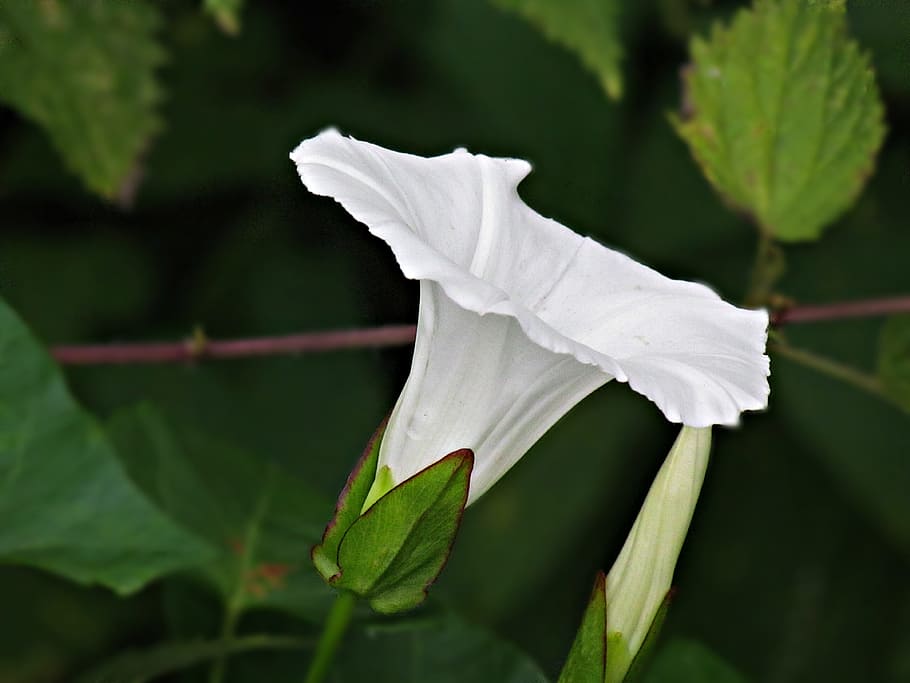 flower, white, bindweed, flowers, blooms, creeper, the petals HD wallpaper