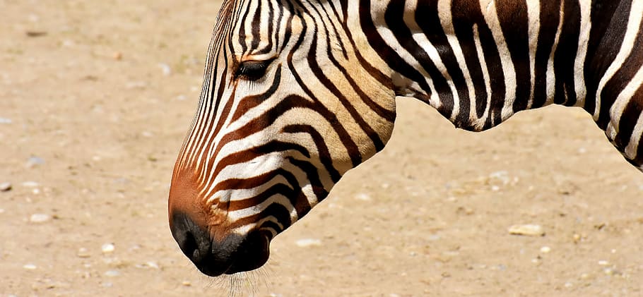 photo of zebra standing on ground, wild animal, zoo, eat, feeding, HD wallpaper