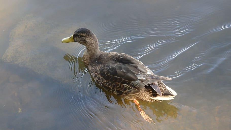 ducks, river, outdoor, water, animal, animal wildlife, bird HD wallpaper