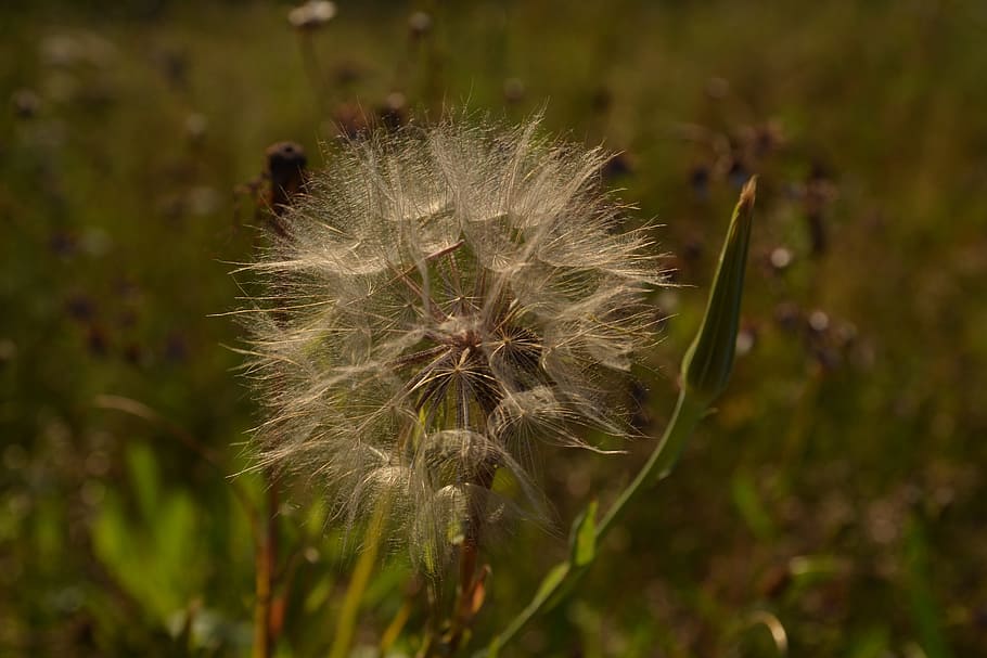 field, dandelion, green, grass, nature, sonchus oleraceus, macro HD wallpaper