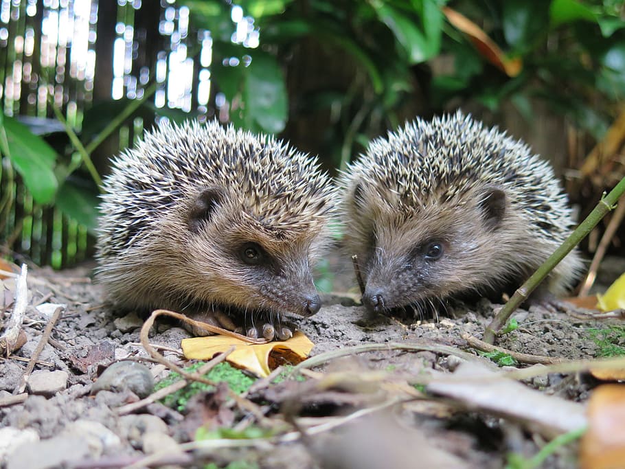 two brown hedgehogs, animal, nature, spur, prickly, hannah, cute, HD wallpaper