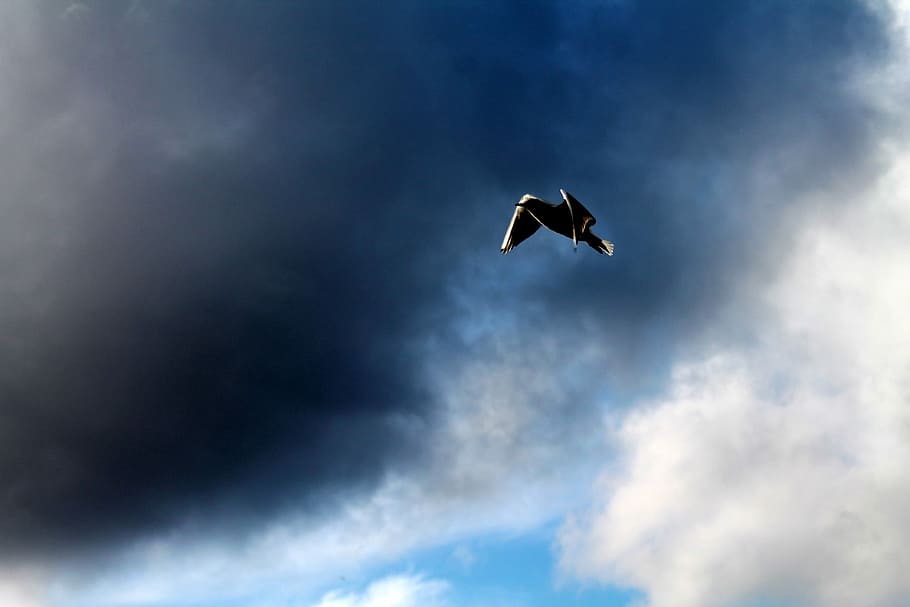 Bird, Cloud, Flight, Ala, sky, flying, one animal, cloud - sky, HD wallpaper