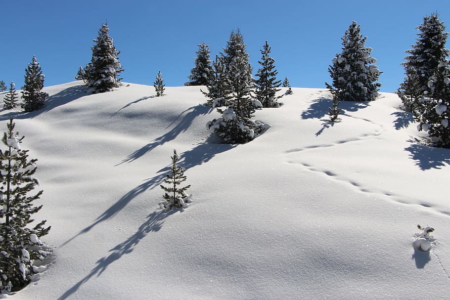 snow, mountain, alpine, landscape, trees, powder snow, austria HD wallpaper