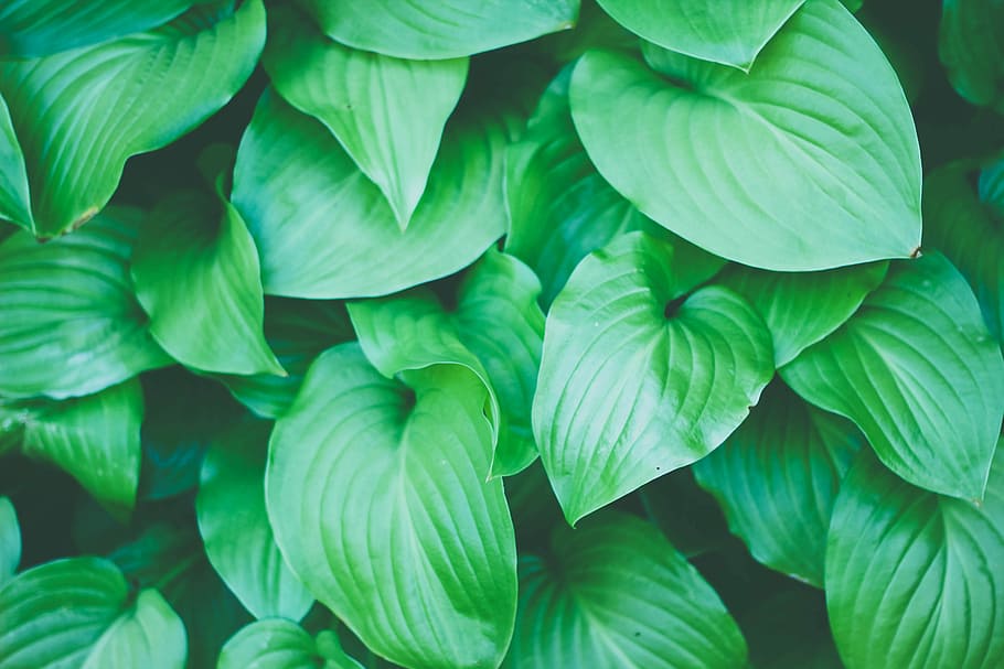 HD wallpaper: Top view of heart-shaped leaves, photo of green leafed