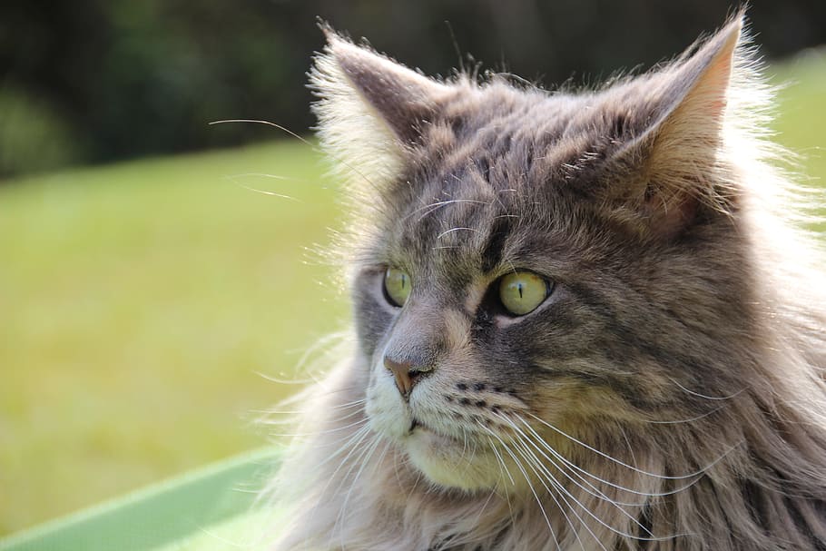 close-up photo of grey Persian cat, maine coon, pet, longhair cat, HD wallpaper
