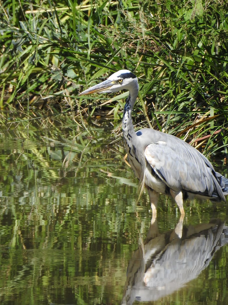 bird, pond, heron, animal wildlife, vertebrate, animal themes HD wallpaper