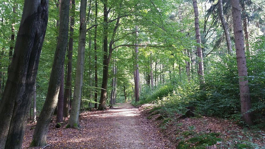 brown pathway surrounded by trees, forest, forest path, summer HD wallpaper