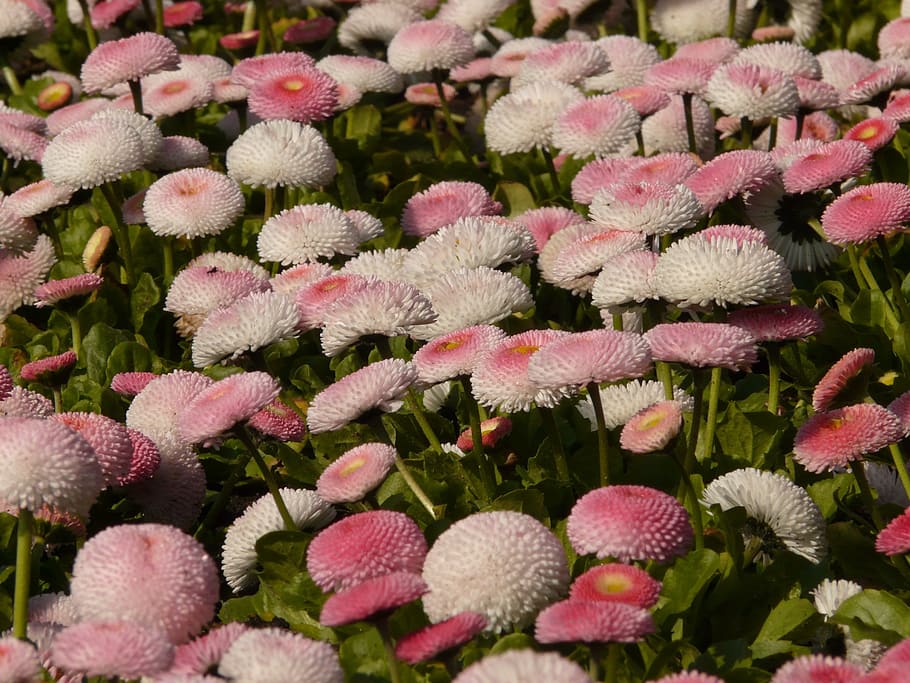 rob roy, daisy, red, flower, blossom, bloom, plant, cultivar HD wallpaper