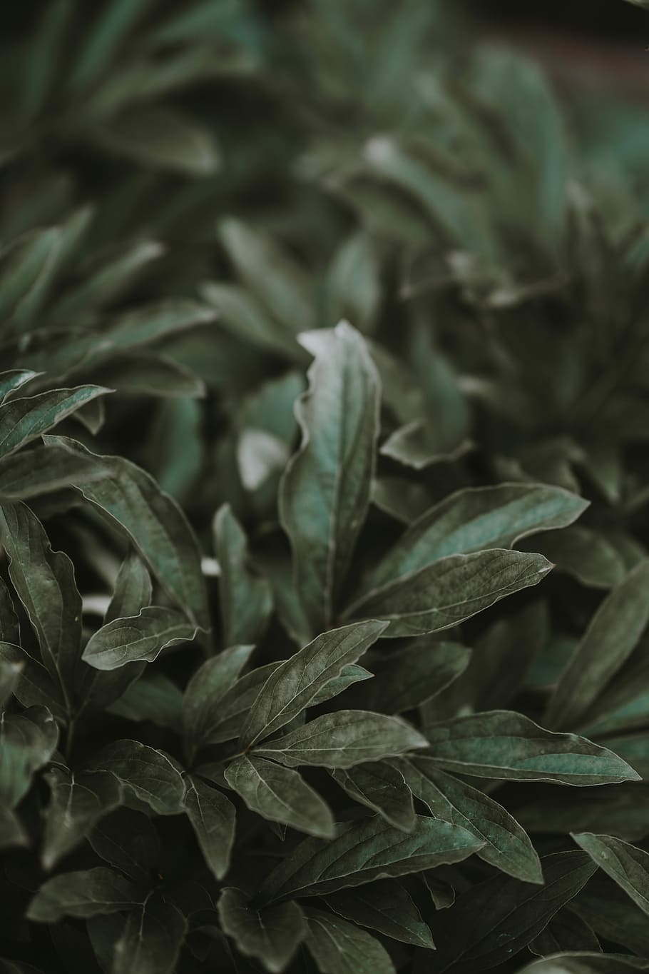 green leaf plants during daytime, close-up photo of green leaf plant HD wallpaper