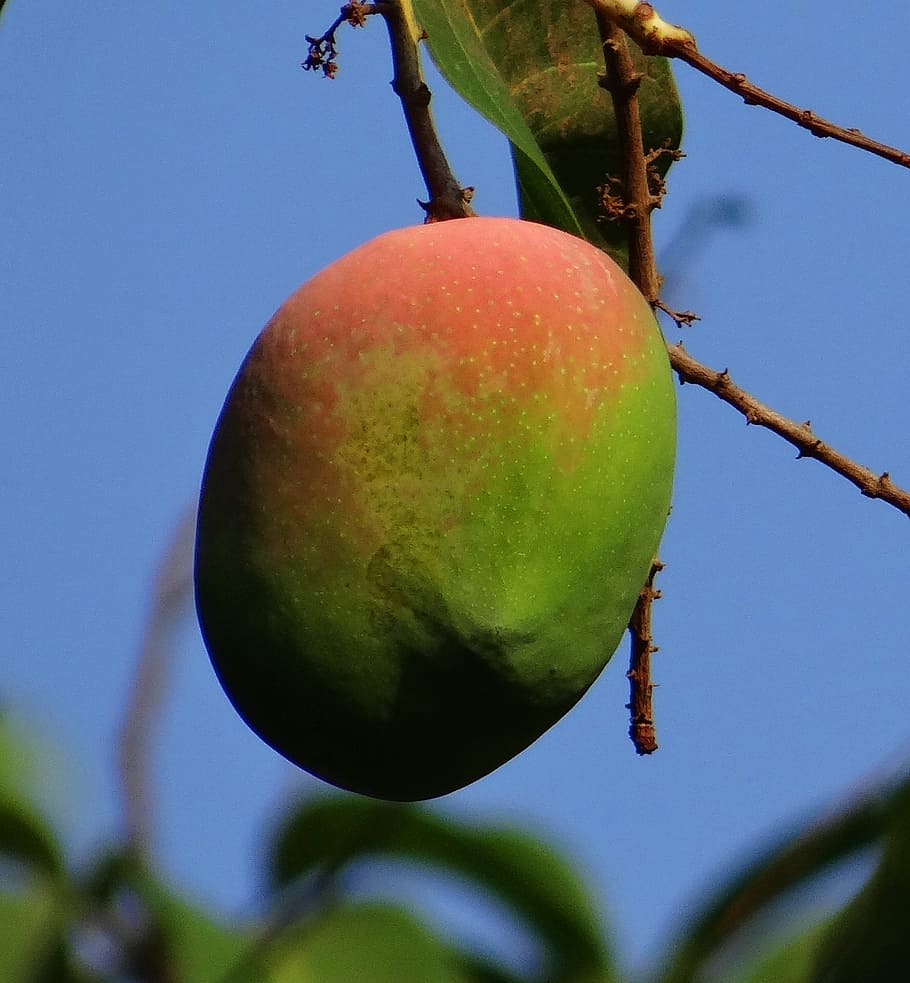 Hd Wallpaper Mango Mangifera Indica Ripe Fruit Tropical Fruit Images, Photos, Reviews