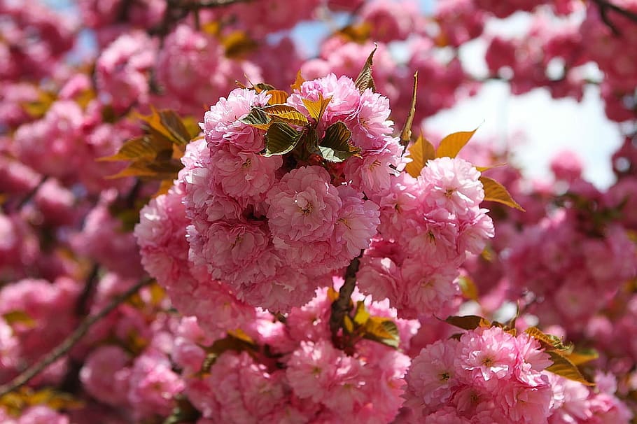 Branch, Tree, Flower, Colors, Spring, season, nature, pink color HD wallpaper