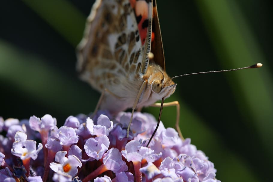 butterfly, macro, insect, flower, close, nature, probe, summer HD wallpaper