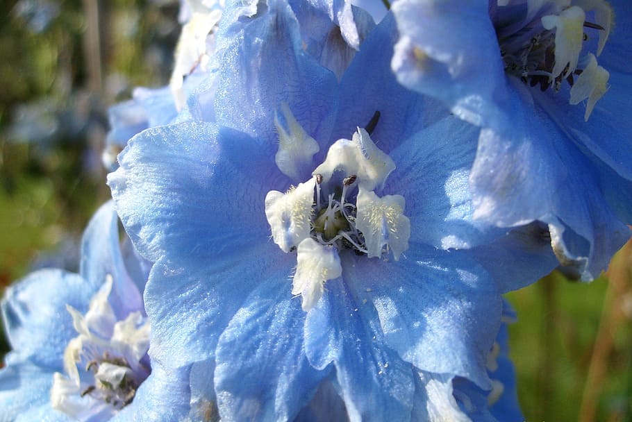 flower, blue, nature, flowering plant, vulnerability, fragility HD wallpaper