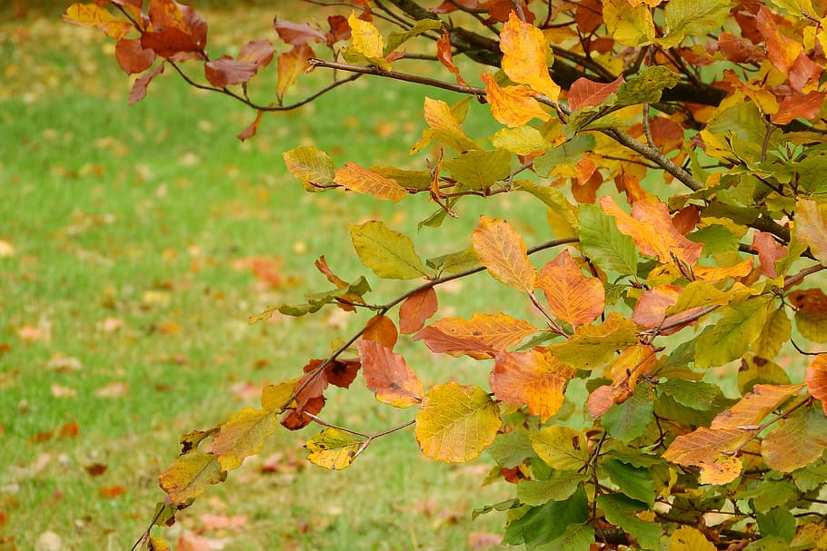 Autumn Leaves, Beech, Fagus, colorful leaves, autumn colors, HD wallpaper