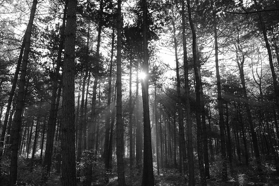 trees, forest, nature, sun rays, sunlight, outdoors, woodland HD wallpaper