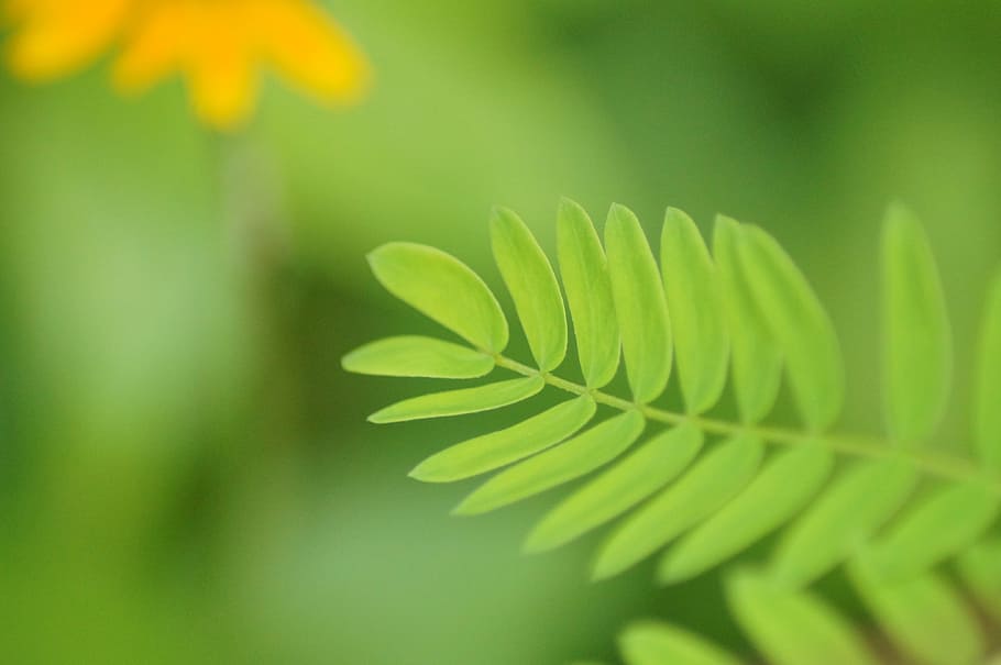 green, leaves, leaf, trees, plants, forest, structure, environment HD wallpaper