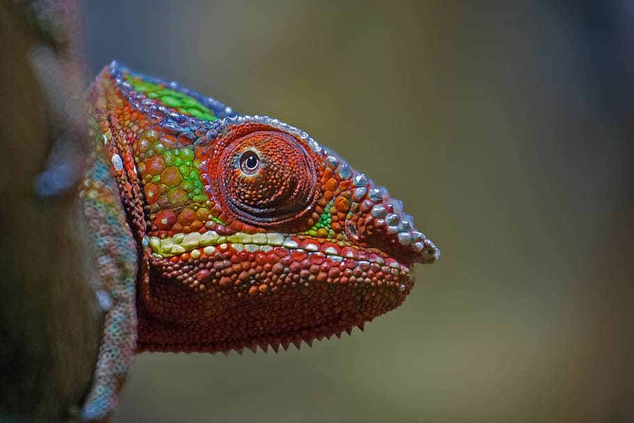 bearded dragon, chameleon, reptile, color, one animal, animal themes, HD wallpaper