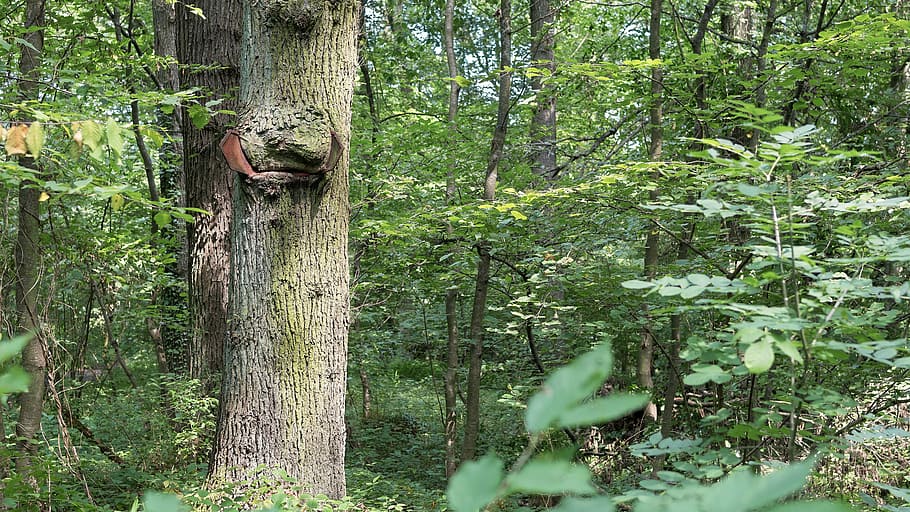 tree, forest, old tree, nature, deciduous forest, directory HD wallpaper