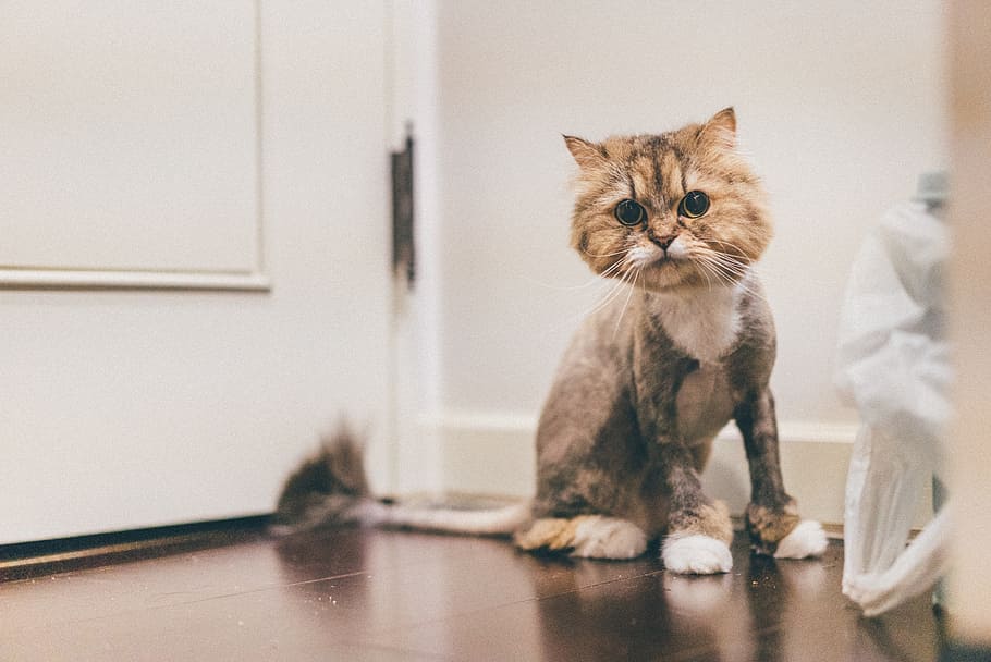 cat, looking, cute, domestic, pets, domestic animals, feline HD wallpaper