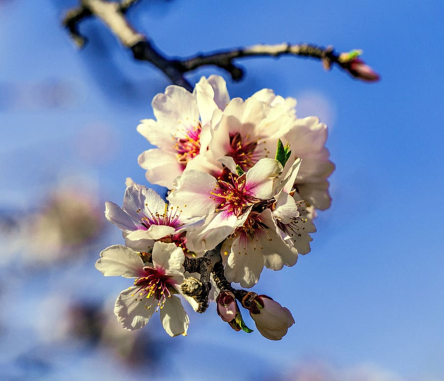 flower, branch, tree, cherry, nature, plant, outbreak, petal HD wallpaper