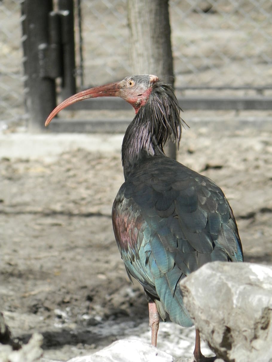 bird, zoo, beak, animal themes, vertebrate, animal wildlife HD wallpaper