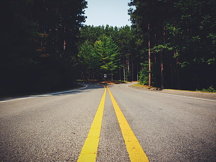 road, curve, forest, lines, decision, fork, symmetry, direction HD wallpaper