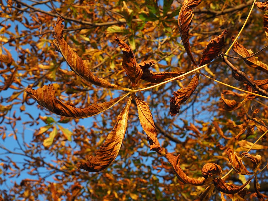 Leaf, Chestnut, Fall Foliage, Leaves, autumn, fall color, chestnut leaves HD wallpaper