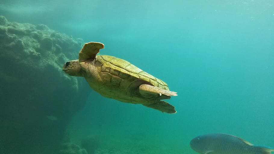 turtle, ocean, swim, water, underwater, animal wildlife, sea HD wallpaper
