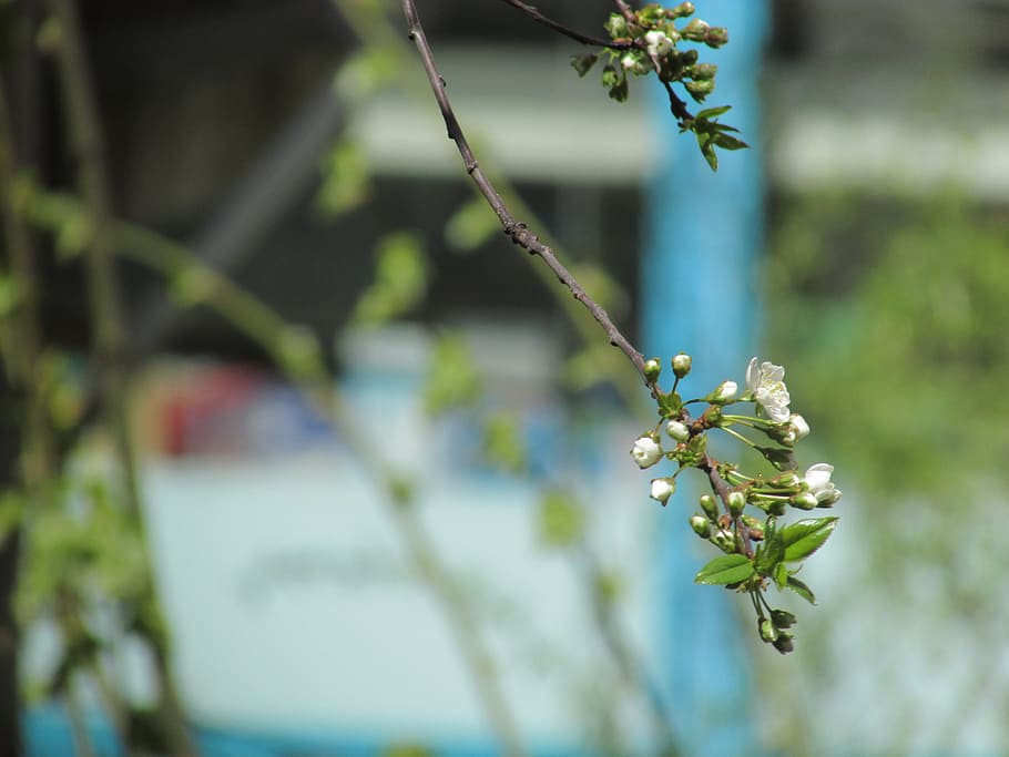 cherry, aqil, tree branch, plant, flower, beauty in nature HD wallpaper