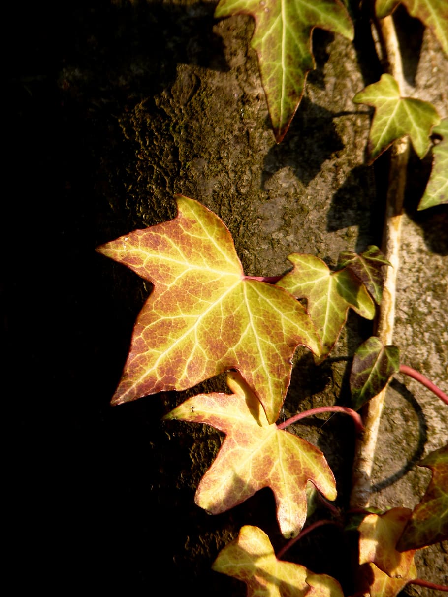 ivy, climber, tree, entwine, ivy leaf, ranke, forest, autumn HD wallpaper