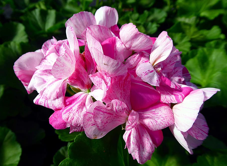 geranium, pelargonium, pink, summer, géraniacées, flower HD wallpaper