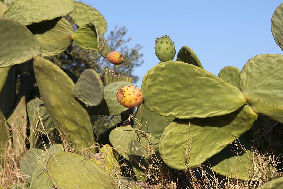 prickly pear, fruit, cactus, fig barbarism, plant, growth, nature, HD wallpaper