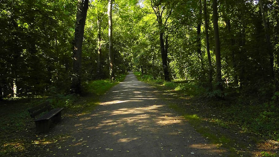 forest path, tree lined avenue, away, trees, nature, sunlight HD wallpaper